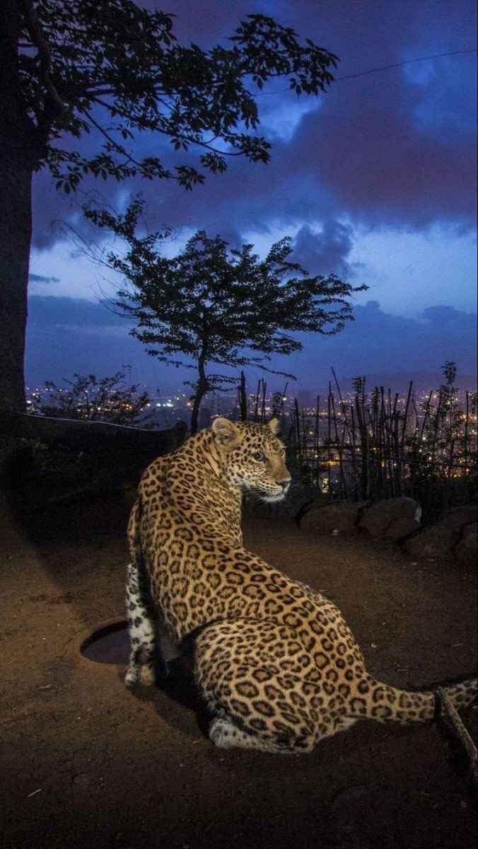 Leopard Download Wallpapers