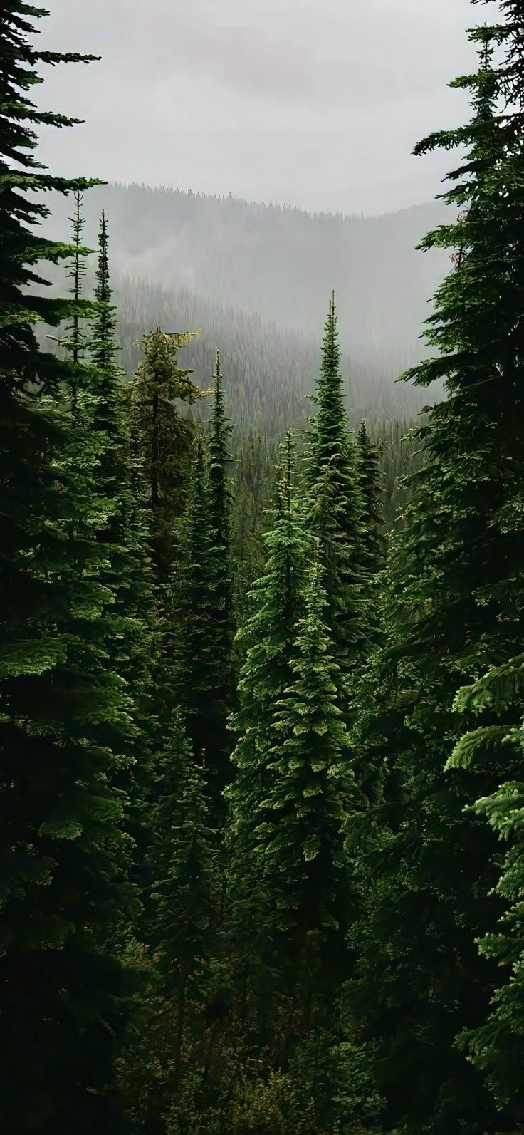 Forest Download Wallpapers