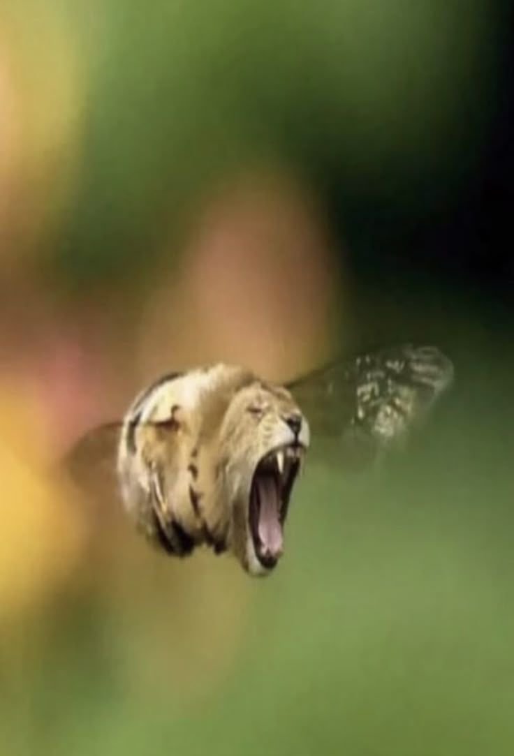 Bee Lion Download Wallpapers