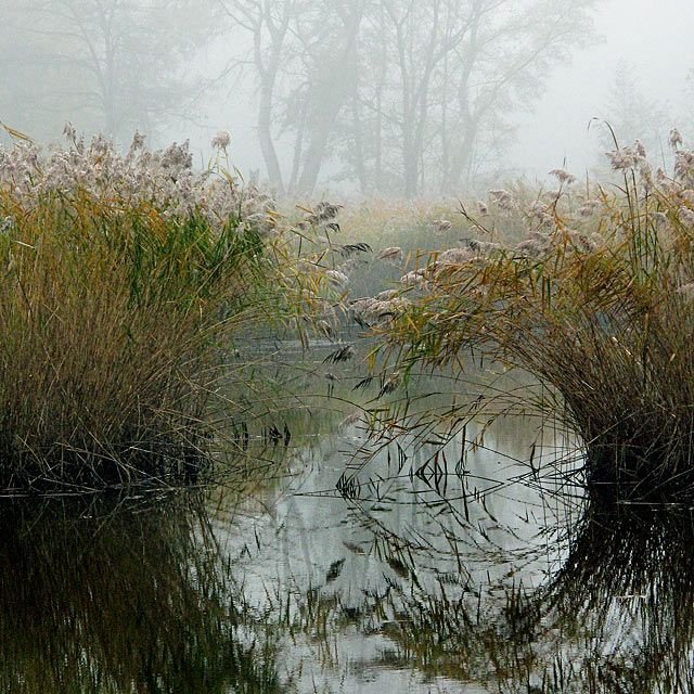 Swamp Download Wallpapers