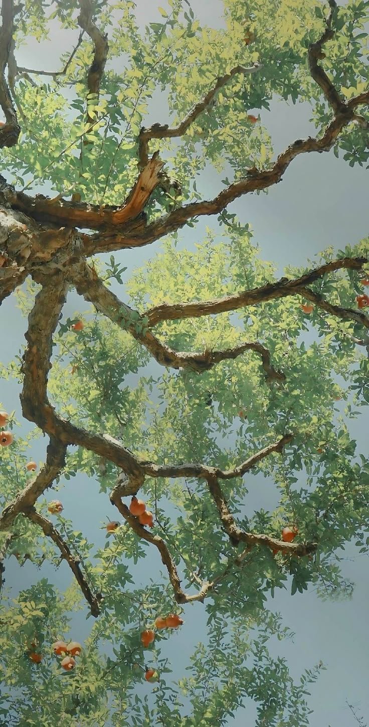 Tree branches Download Wallpapers
