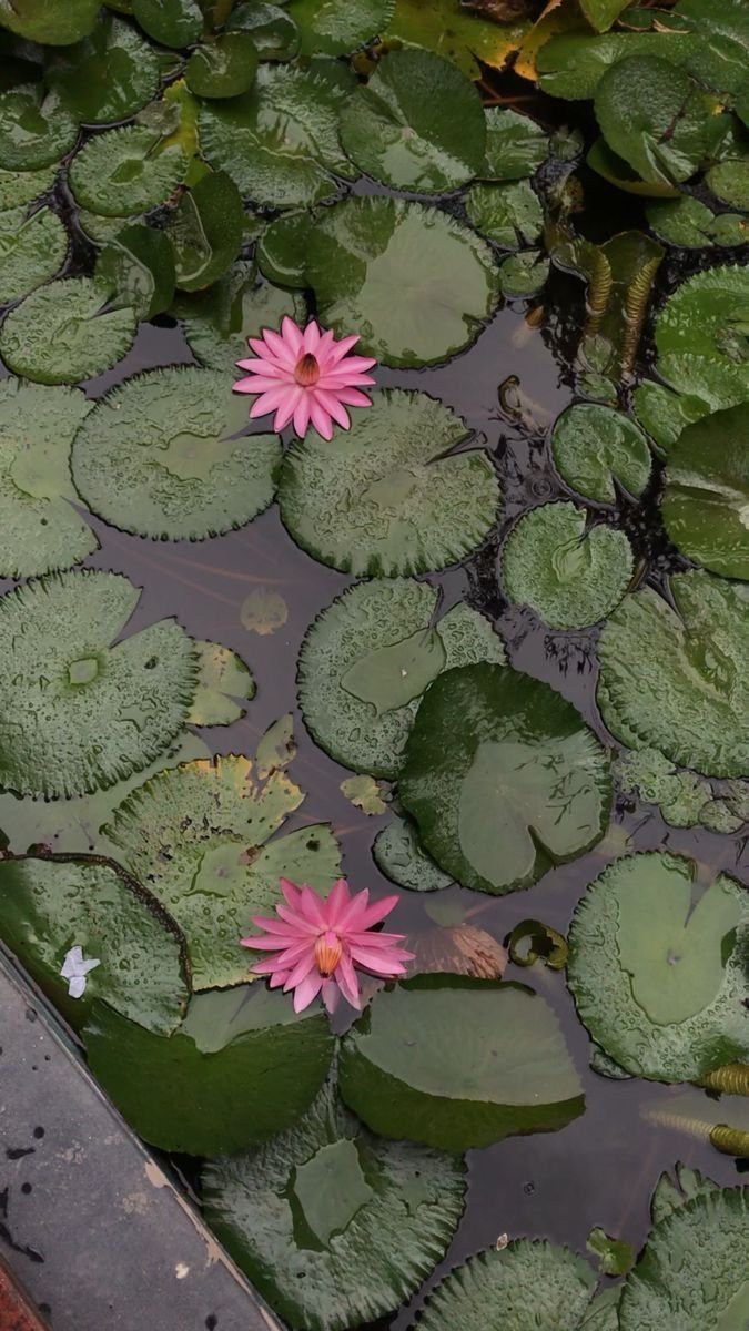 Flower Download Wallpapers