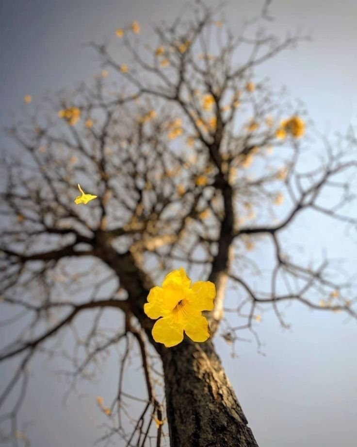 Flower Tree 🌴🌸 Download Wallpapers