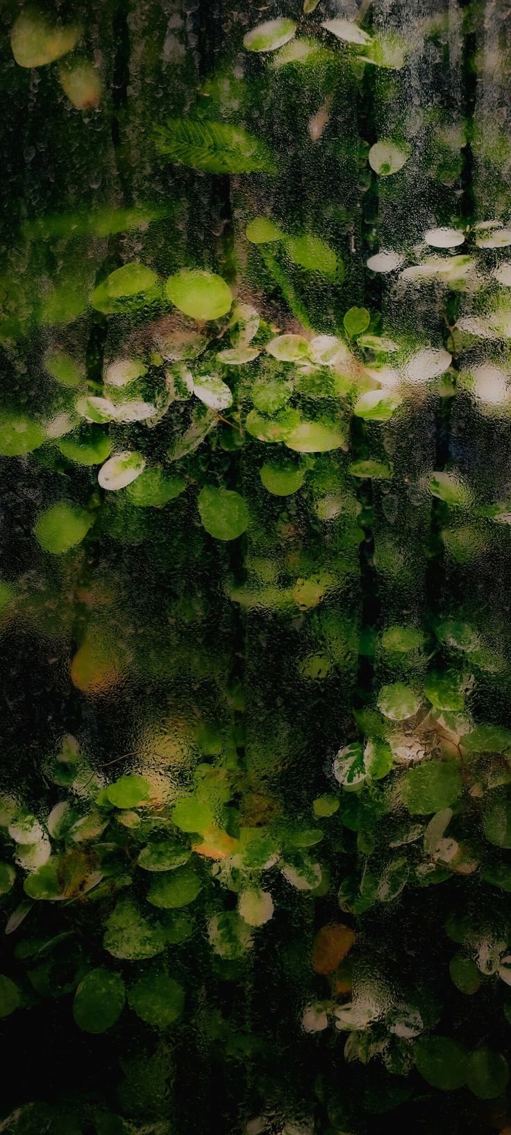 Leaf Download Wallpapers
