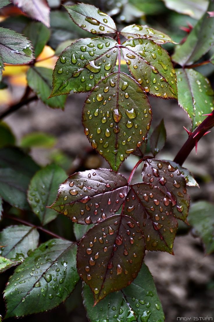 Rainy day Download Wallpapers