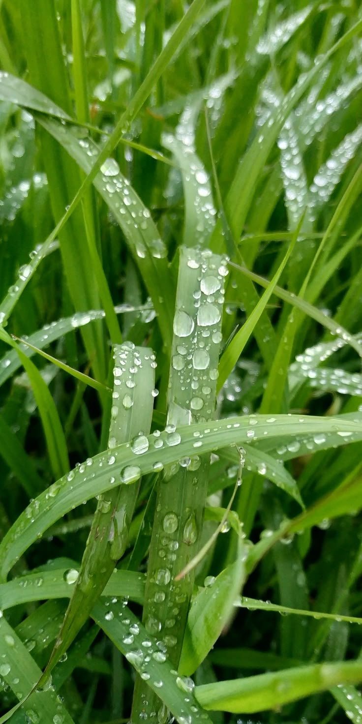 Grass Download Wallpapers