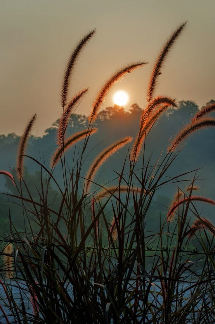 Field Download Wallpapers