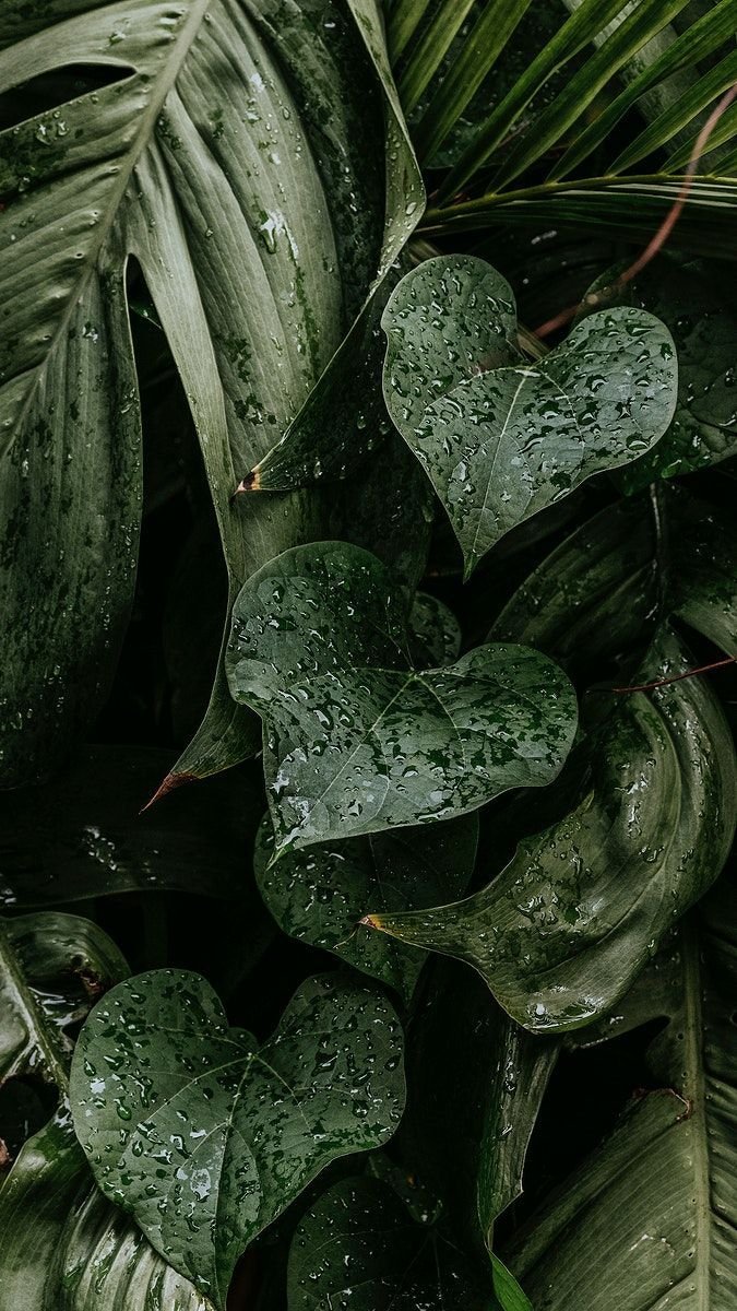 Leaf Download Wallpapers