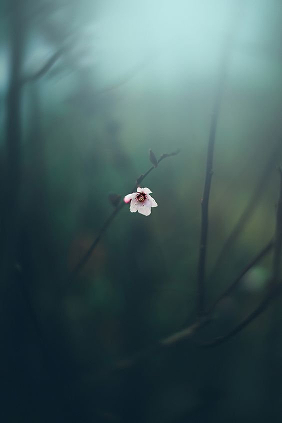 Flower Download Wallpapers