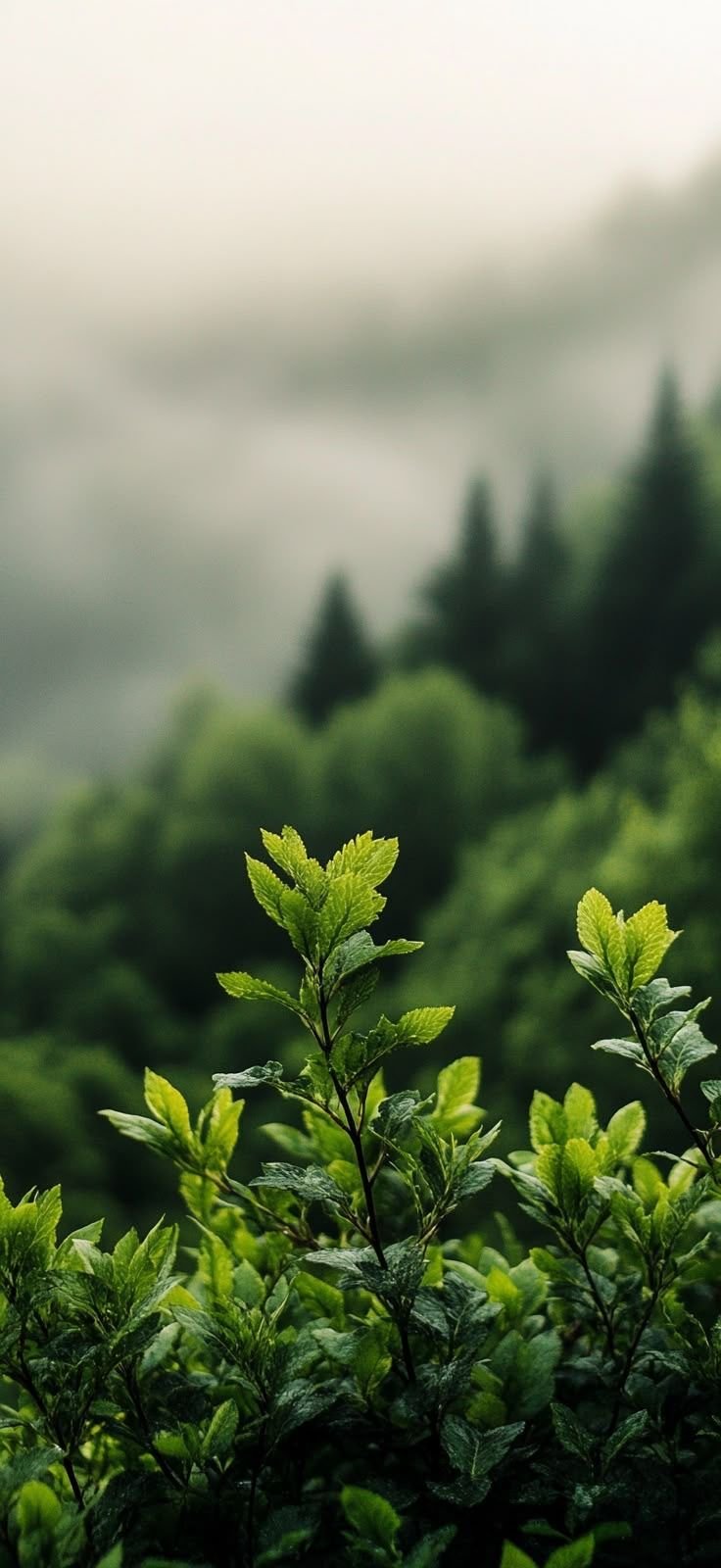 Leaf Download Wallpapers