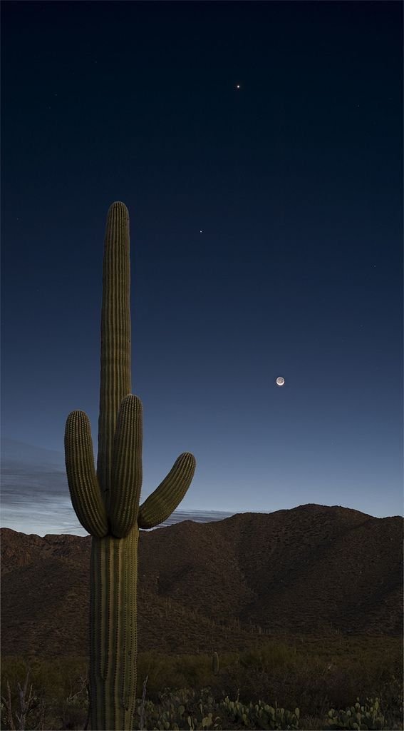 Cactus Download Wallpapers