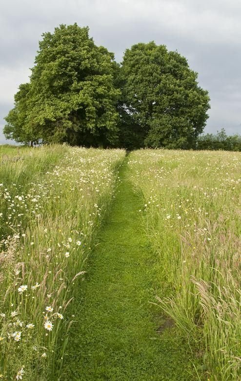 Field Download Wallpapers