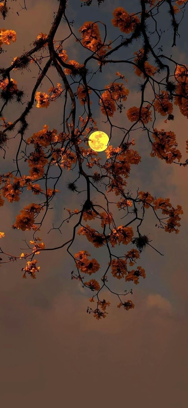 Red leaves Download Wallpapers