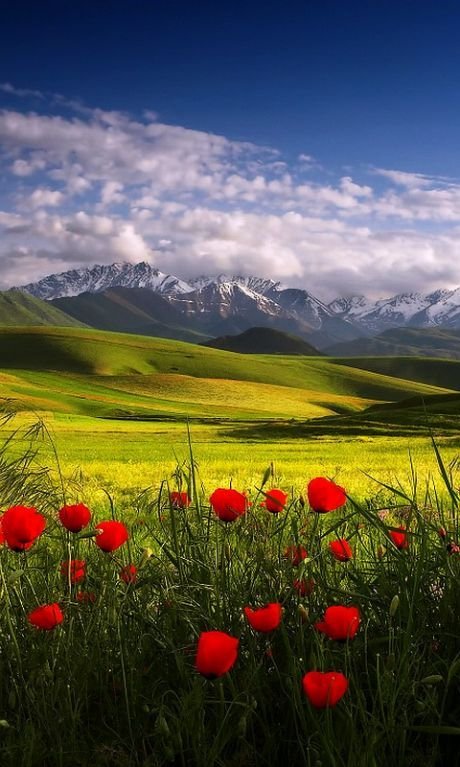 Field Download Wallpapers