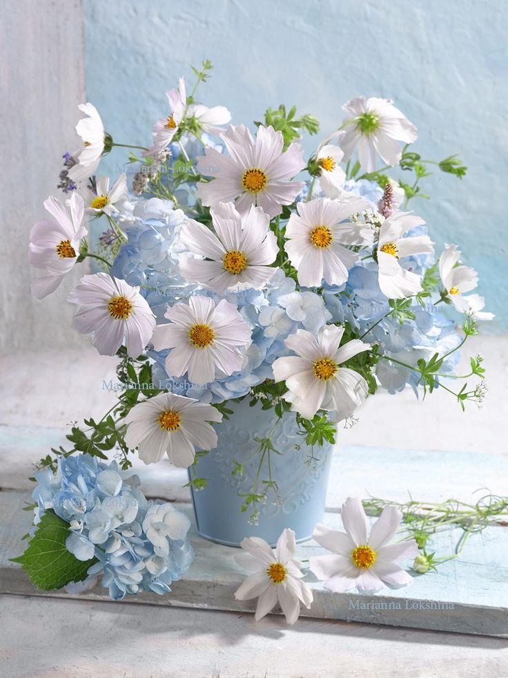 White flowers Download Wallpapers