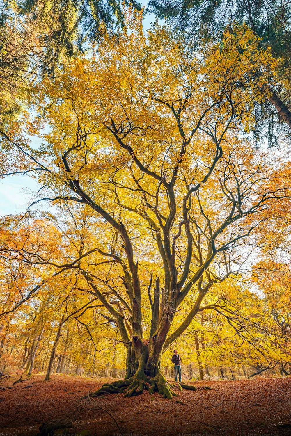 Flower Tree Download Wallpapers