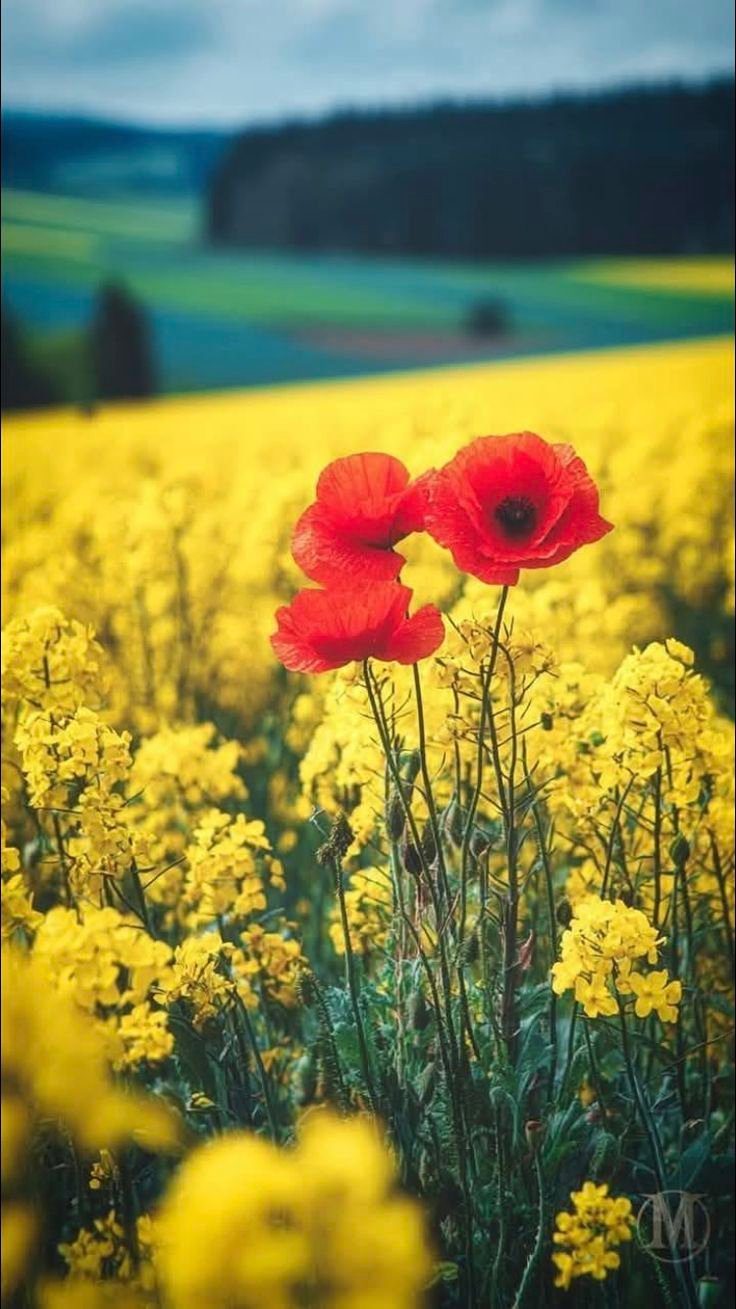 Flowers Download Wallpapers