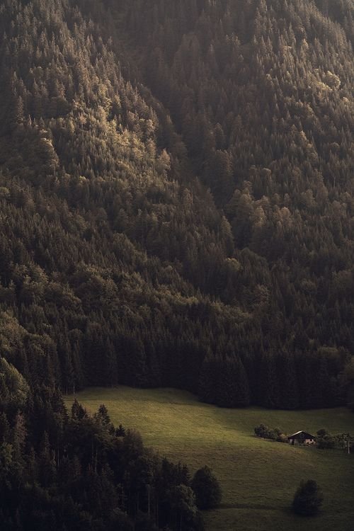 Mountain Forest Download Wallpapers