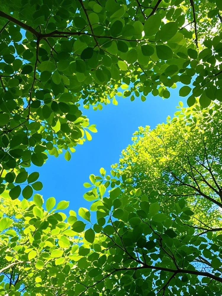 Leaves Download Wallpapers
