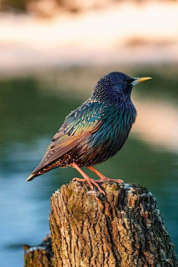 Bird Download Wallpapers