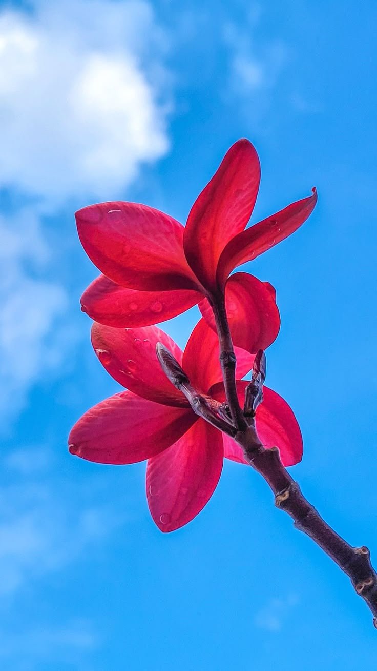 Flower 🌺 Download Wallpapers