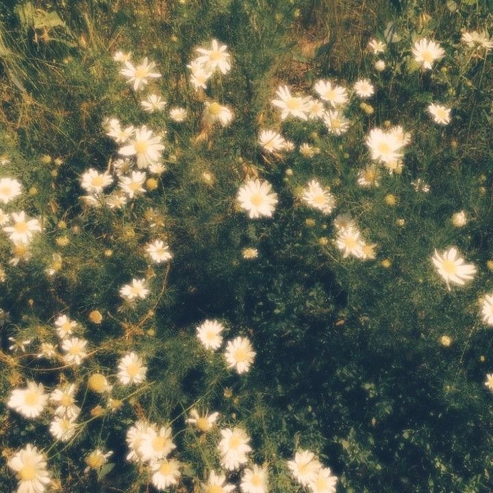 Flowers Download Wallpapers