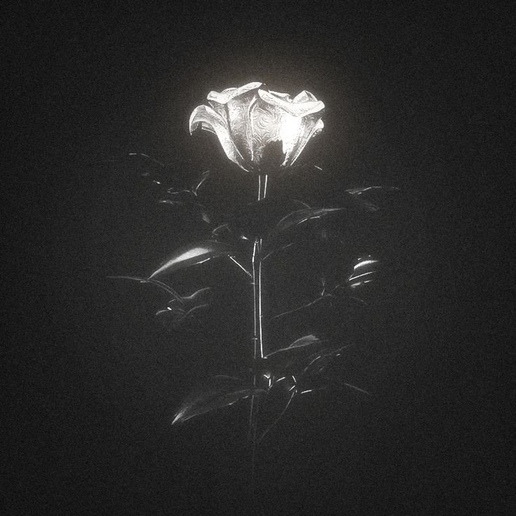 Flower Download Wallpapers