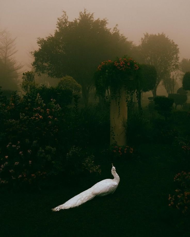 Bird Download Wallpapers