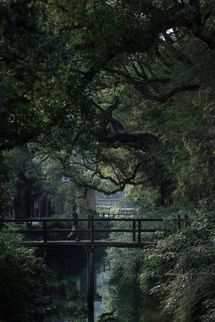 Forest Download Wallpapers