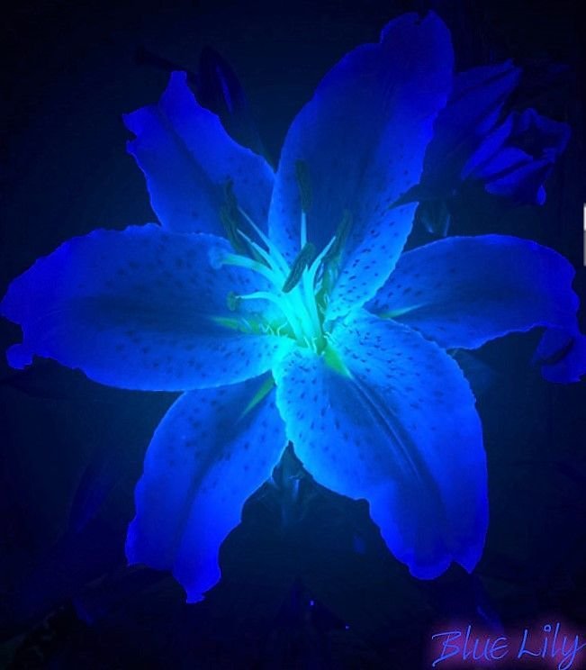 Glowing Flower Download Wallpapers
