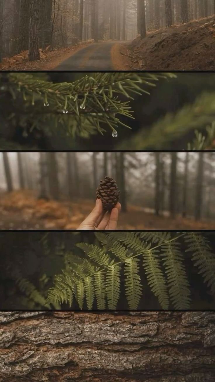 Woods Download Wallpapers