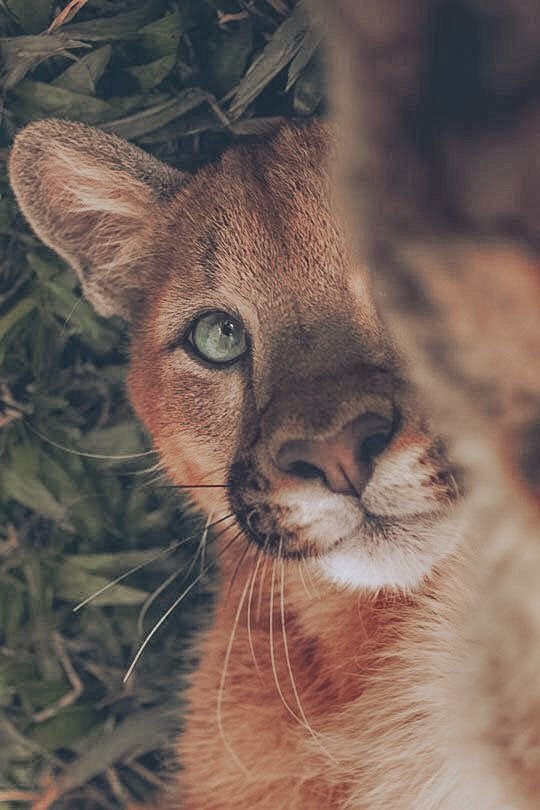 Wild cat Download Wallpapers