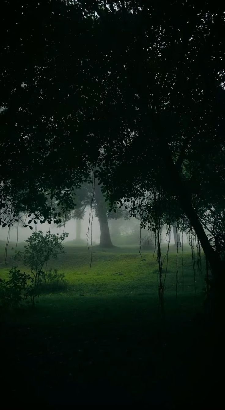 Trees Download Wallpapers