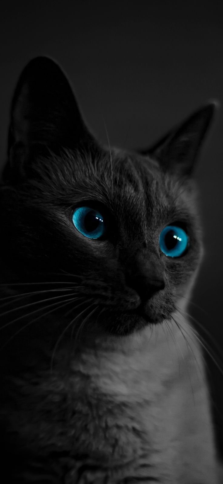 Cat Download Wallpapers